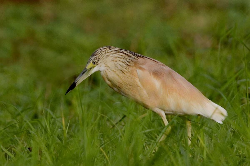 Kenya Squacco heron bird in green grass